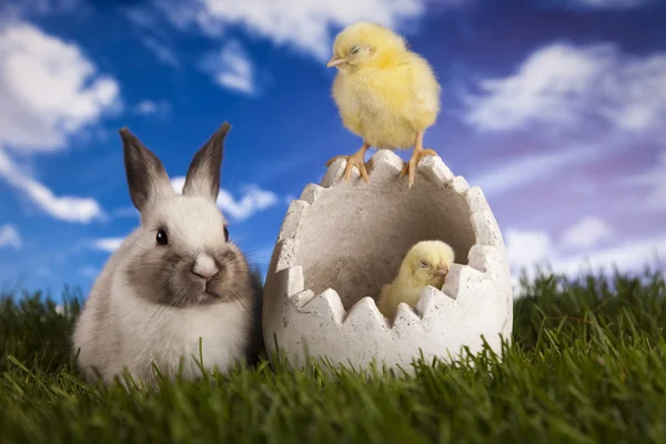 Feliz Pascua, Chick in bunny — Foto de Stock