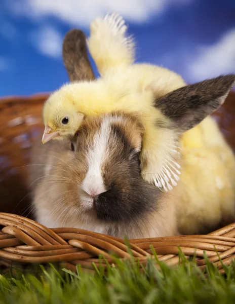 Chick in bunny — Stock Photo, Image