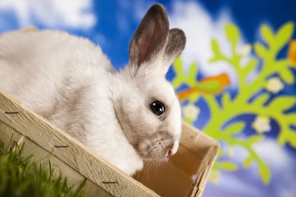 Baby Bunny — Stockfoto
