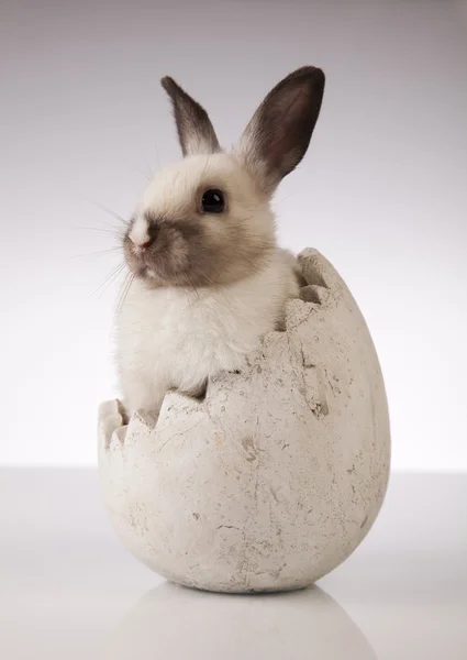 Pequeño conejo sobre fondo blanco —  Fotos de Stock