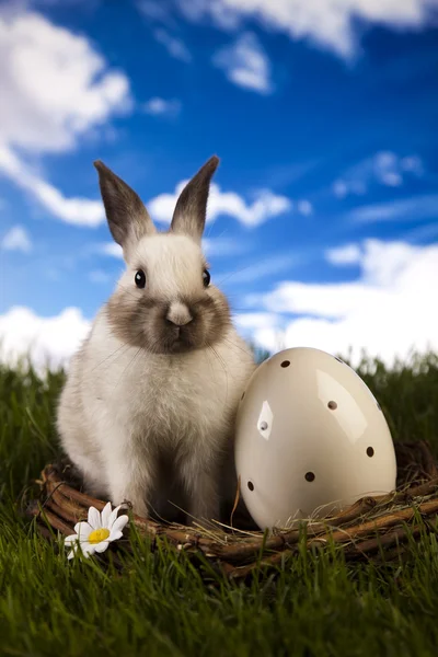 Lente baby bunny en groen gras — Stockfoto