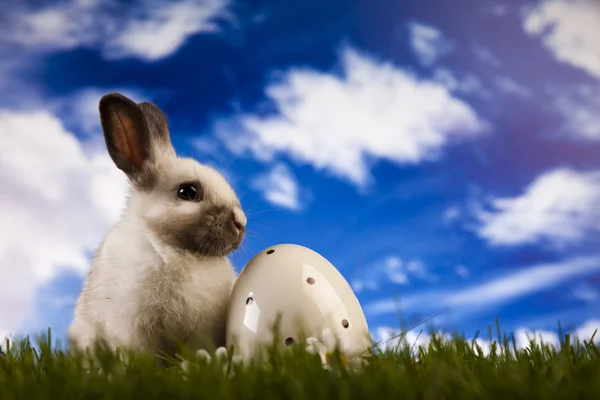 Animal de Pascua, conejito en la hierba — Foto de Stock