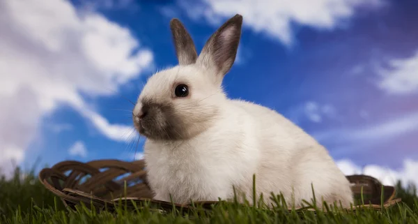 Animal de Páscoa, coelho na grama — Fotografia de Stock