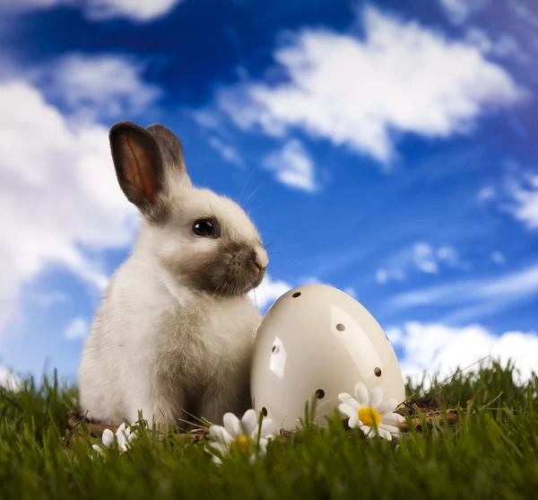 Lente baby bunny en groen gras — Stockfoto