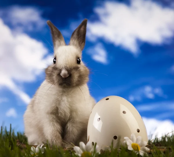 Pasqua animale, coniglietto in erba — Foto Stock
