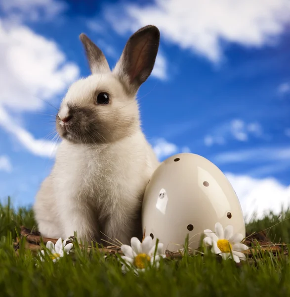 Lente baby bunny en groen gras — Stockfoto