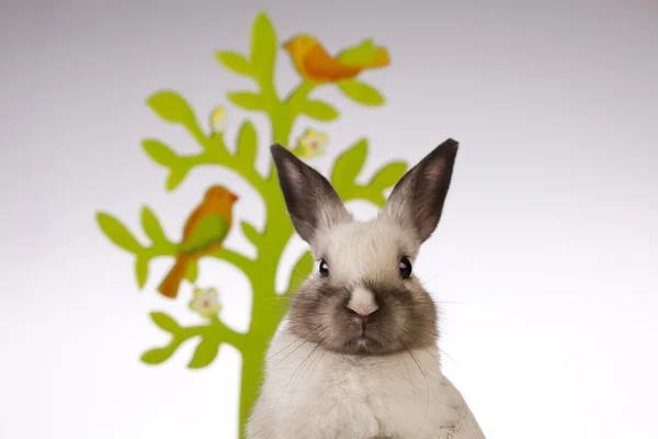 Pequeño conejo sobre fondo blanco —  Fotos de Stock