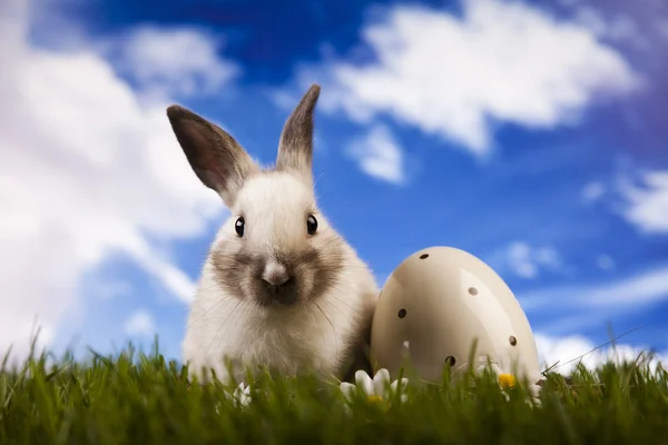 Hayvan, Paskalya tavşanı çim — Stok fotoğraf