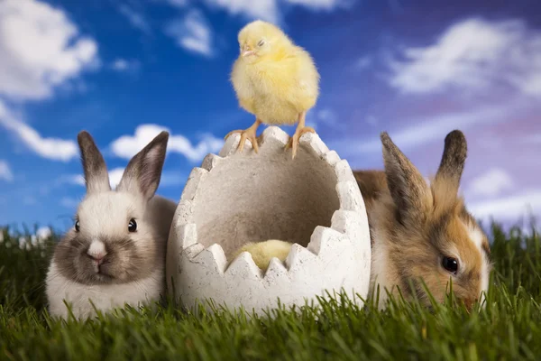 Bunny and chick and green grass — Stock Photo, Image