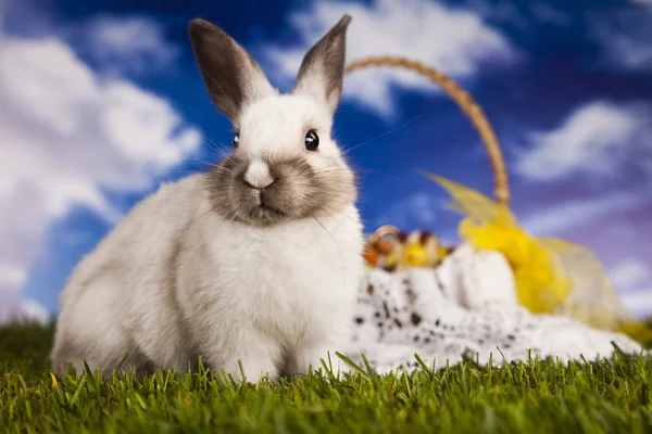 Hayvan, Paskalya tavşanı çim — Stok fotoğraf