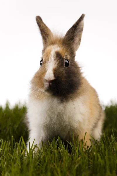 Animal de Páscoa, coelho na grama — Fotografia de Stock