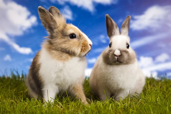 春の赤ちゃんウサギと緑の芝生 — ストック写真
