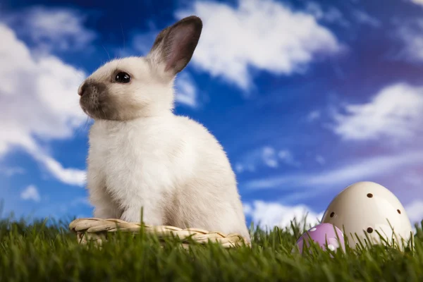 Conejito de Pascua — Foto de Stock