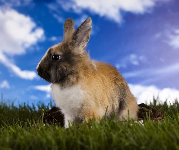 Paskalya tavşanı — Stok fotoğraf
