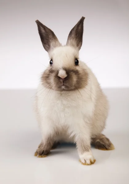 Kleines Kaninchen auf weißem Hintergrund — Stockfoto