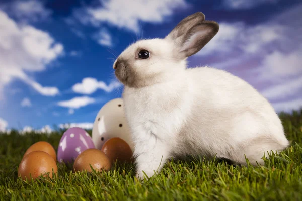 Bunny i gräs — Stockfoto