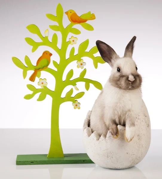 Lilla kanin på vit bakgrund — Stockfoto
