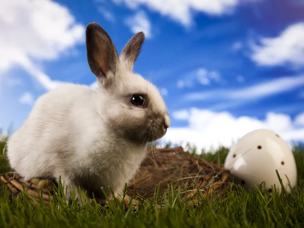Bunny in gras — Stockfoto