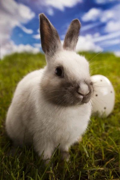 Hase im Gras — Stockfoto