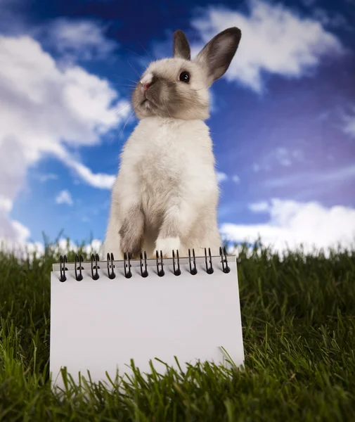 Copyspace пустая бумага и кролик — стоковое фото