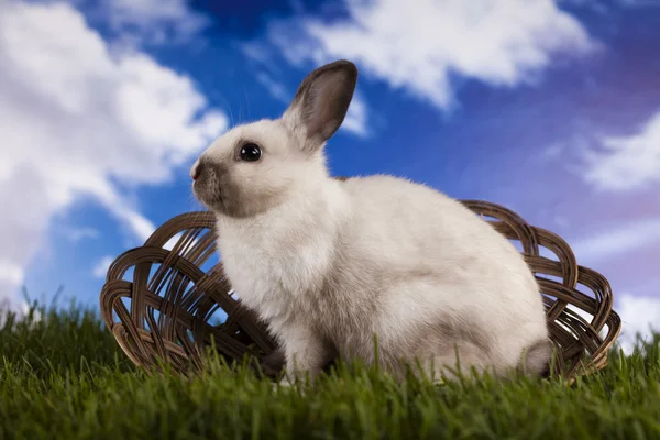 Bunny i gräs — Stockfoto