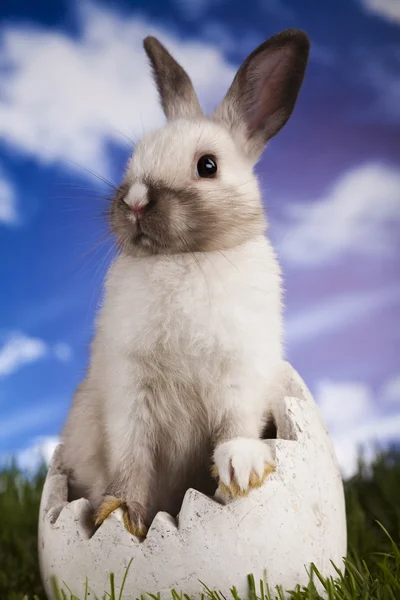 Osterhase — Stockfoto