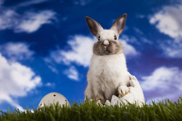 Jarní dětská bunny a zelené trávy — Stock fotografie