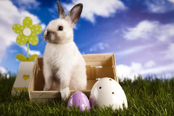 Lapin bébé printemps et herbe verte — Photo