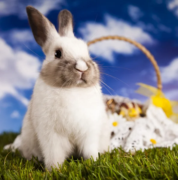 Conejito de Pascua Imagen De Stock