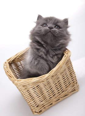 Sepette beyaz zemin üzerinde yavru kedi