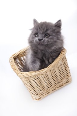 Sepette beyaz zemin üzerinde yavru kedi