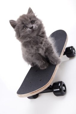 kaykay yapan kedi