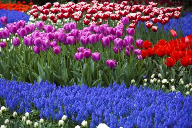 portre renkli Lale çiçek