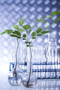 bitkiler ve laboratuvar