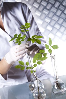 bir test tüpünde bilim adamının elinde bitki