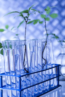 flora laboratuvarda deneme