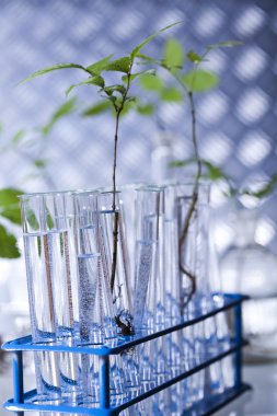 bitkiler laboratuvar