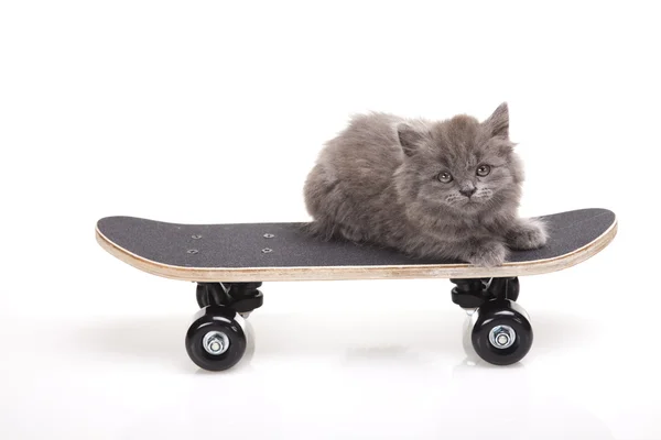 Skateboarding cat — Stock Photo, Image