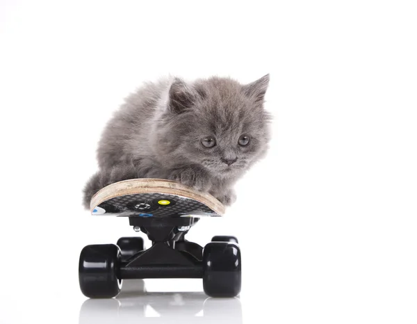 Skateboarding cat — Stock Photo, Image