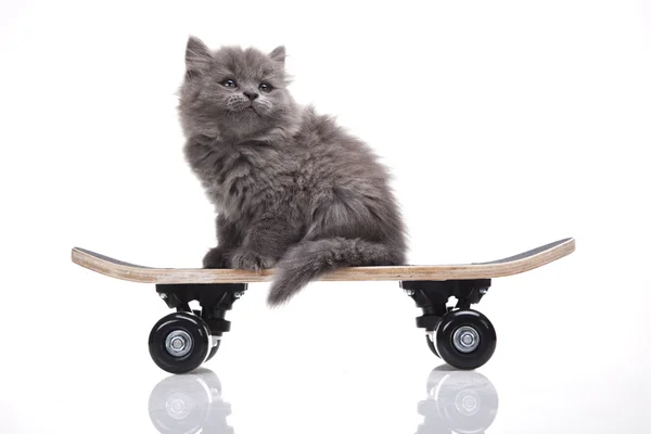 Skateboarding cat — Stock Photo, Image