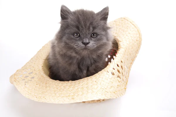 Kitten in hat on a white background — Stock Photo, Image