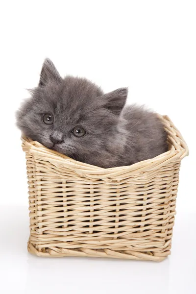 Kitten in basket on a white background — Stock Photo, Image