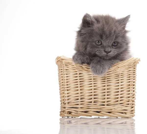 Kitten in basket on a white background — Stock Photo, Image