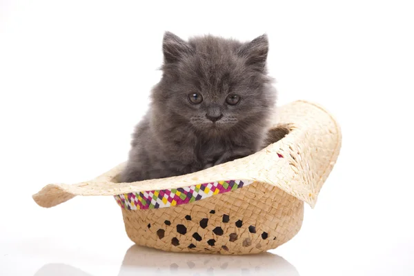 Kitten in hat on a white background — Stock Photo, Image