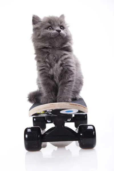スケート ボード猫 — ストック写真