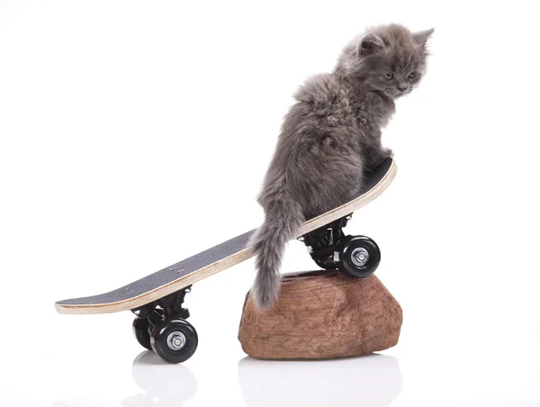 Chat de skateboard — Photo