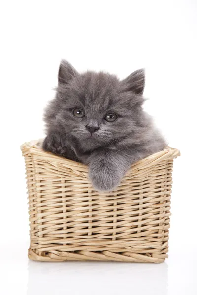 Kätzchen im Korb auf weißem Hintergrund — Stockfoto