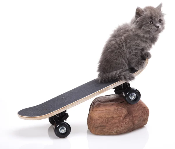 Skateboarding cat — Stock Photo, Image