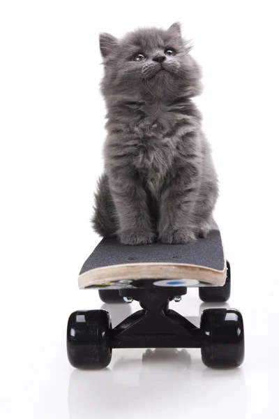 스케이트 보드 고양이 — 스톡 사진