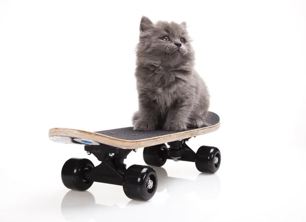 스케이트 보드 고양이 — 스톡 사진